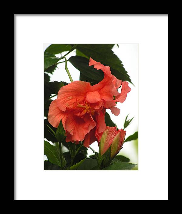 Hibiscus Framed Print featuring the photograph Tropical ruffles by Annika Farmer