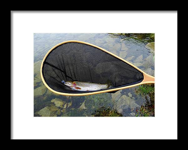 Animal Themes Framed Print featuring the photograph Trout In Net At Alpine Lake by David Epperson