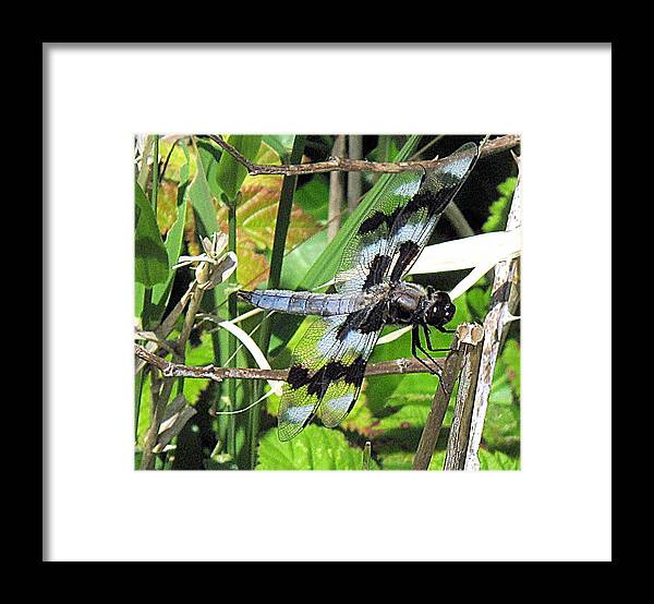 Dragonfly Framed Print featuring the photograph True Blue by Suzy Piatt