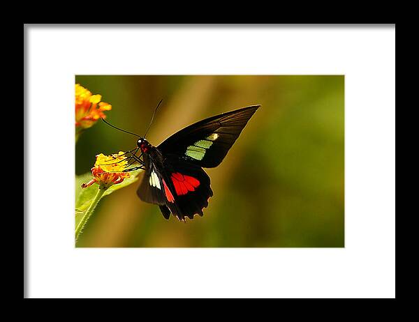 Butterfly Framed Print featuring the photograph True Cattleheart Butterfly by Blair Wainman