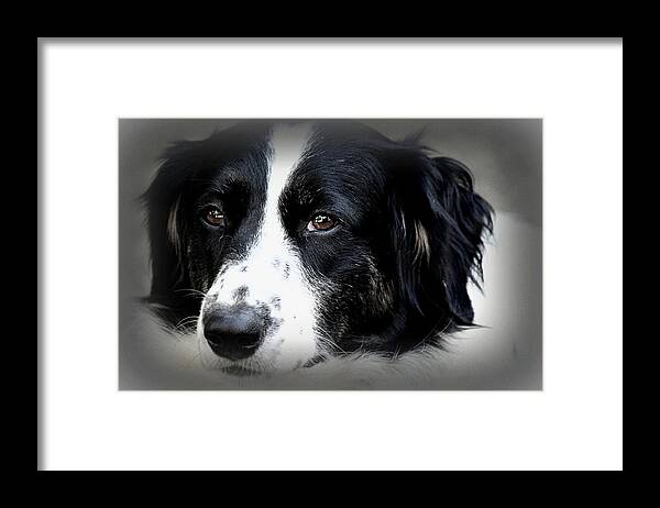 Dog Framed Print featuring the photograph True Companion by Melanie Lankford Photography