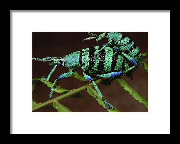 Feb0514 Framed Print featuring the photograph True Weevil Couple Mating Papua New by Mark Moffett