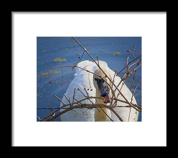 Trumpeter Swan Framed Print featuring the photograph Trumpeter Swan Eating by Michael Dougherty