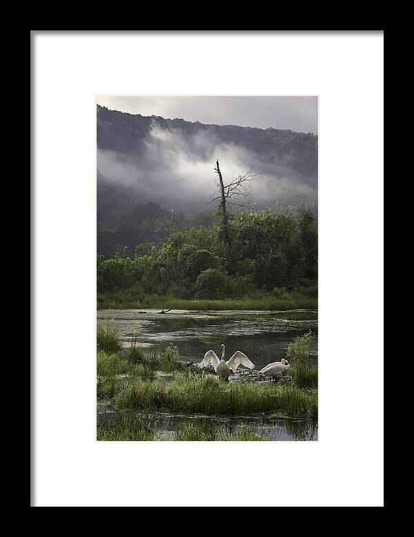 Trumpeter Swans Framed Print featuring the photograph Trumpeter Swans at Sunrise by Michael Dougherty