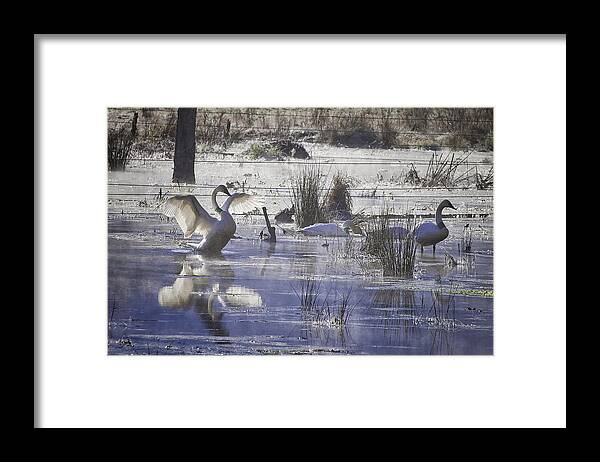 Trumpeter Swans Framed Print featuring the photograph Trumpeter Swans on Winter Pond by Michael Dougherty