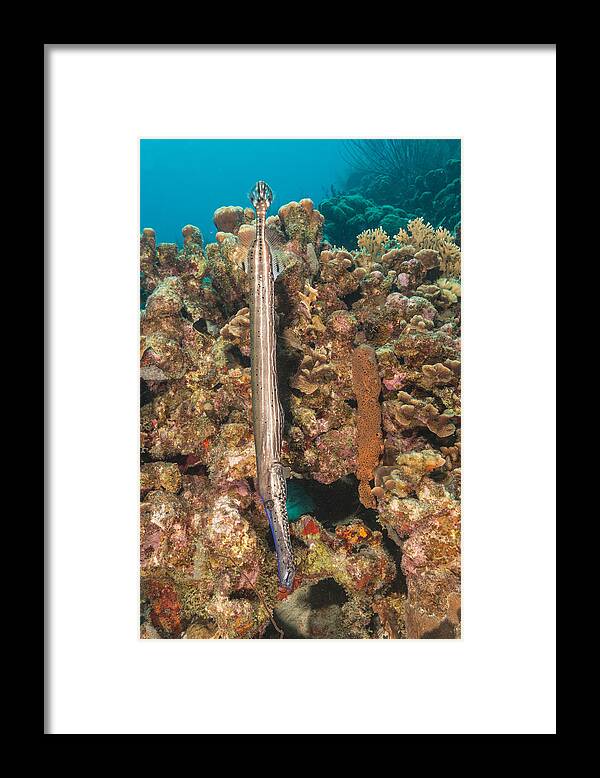 Trumpetfish Framed Print featuring the photograph Trumpetfish by Andrew J. Martinez