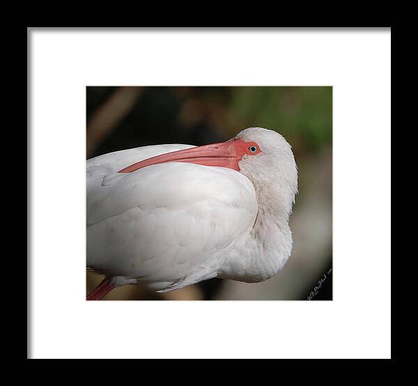 Nature Framed Print featuring the photograph Tuckin' by Barbara MacPhail