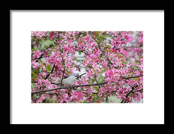 Tufted Titmouse Framed Print featuring the photograph Tufted Titmouse In A Pear Tree by Bill Wakeley