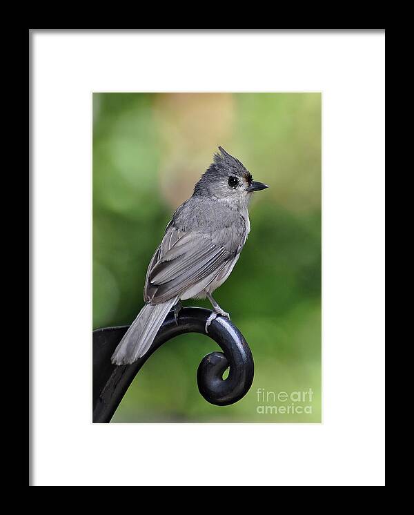 Birds Framed Print featuring the photograph Tufted Titmouse by Kathy Baccari