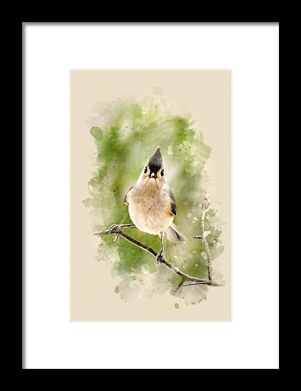 Bird Framed Print featuring the mixed media Tufted Titmouse - Watercolor Art by Christina Rollo