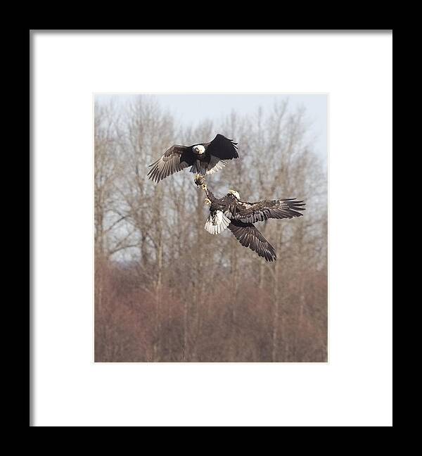 Bald Eagles Framed Print featuring the photograph Tug of war for salmon by Elvira Butler