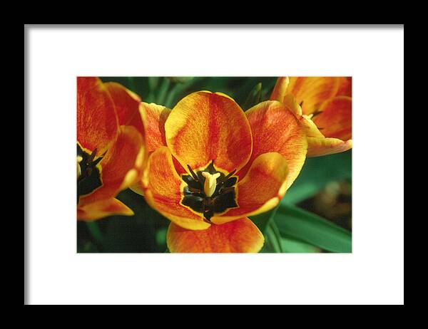 Tulip Framed Print featuring the photograph Tulip 2 by Andy Shomock