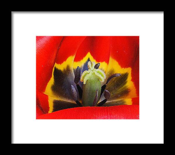 Flower Framed Print featuring the photograph Tulip 2 by Mary Beth Landis
