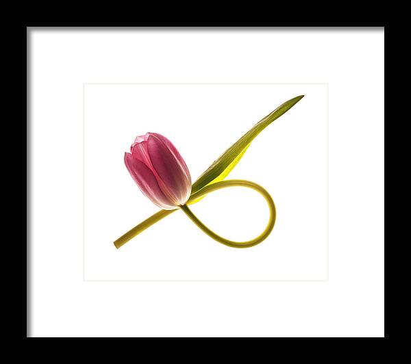 Tulip Framed Print featuring the photograph Tulip Art by Vishwanath Bhat