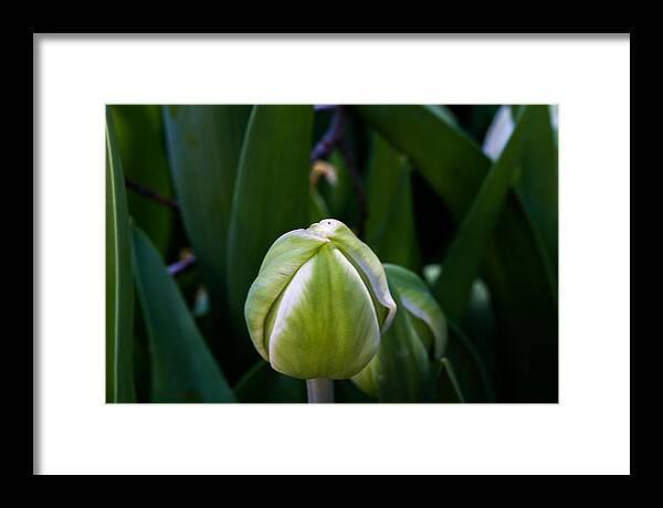 Cheekwood Framed Print featuring the photograph Tulip Bud by Paula Ponath