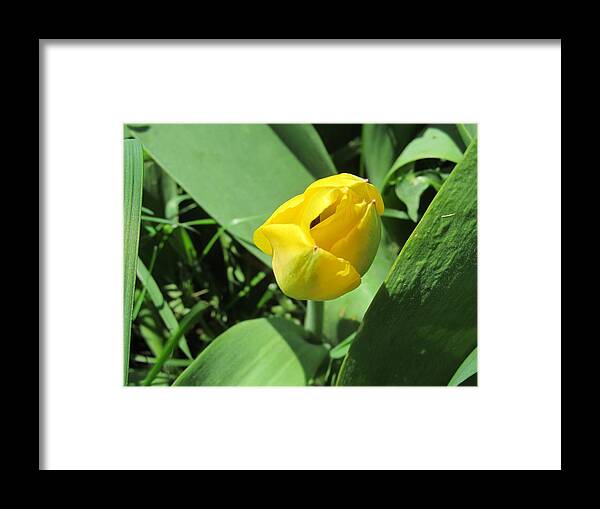 Bud Framed Print featuring the photograph Tulip Day Old Bud by Tina M Wenger