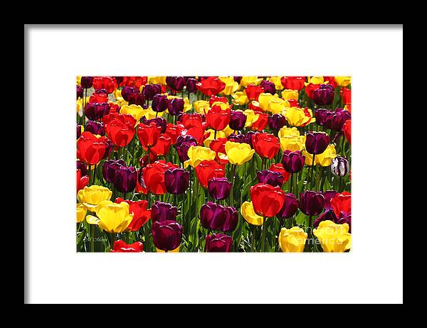 Tulip Fields Framed Print featuring the photograph Tulip Fields by Tap On Photo