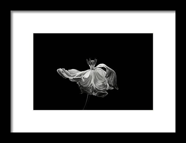 Tulip Framed Print featuring the photograph Tulip by Lotte Gr?nkj?r