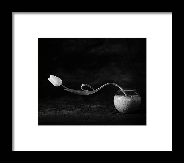 Analog Framed Print featuring the photograph Tulip No. 3 by Xavi Heredia