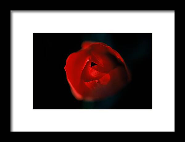 Floral Framed Print featuring the photograph Tulip Pucker by Matt Swinden