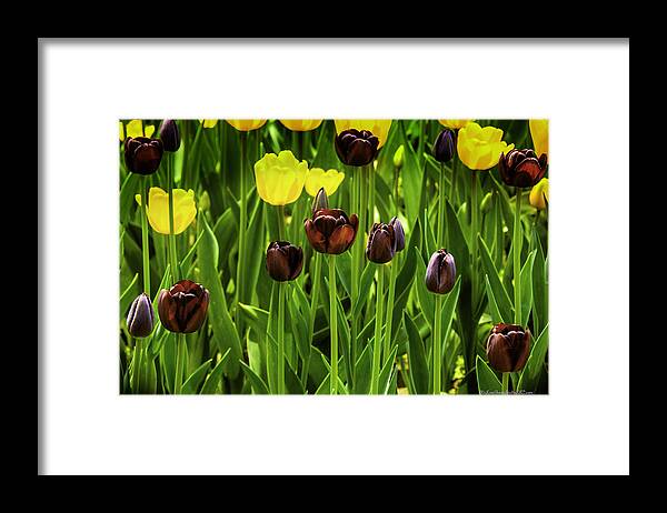 Usa Framed Print featuring the photograph Tulip Race Time by LeeAnn McLaneGoetz McLaneGoetzStudioLLCcom