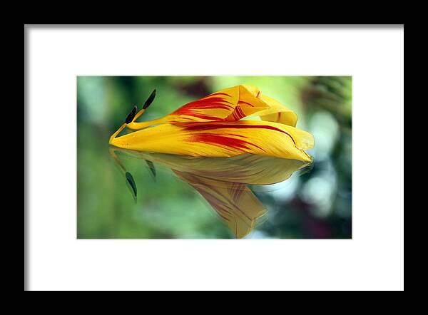 Tulip Framed Print featuring the photograph Tulip Reassembled 2 by Andrea Lazar