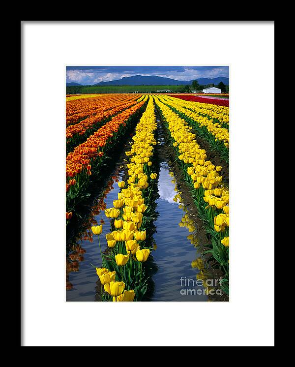 America Framed Print featuring the photograph Tulip Reflections by Inge Johnsson