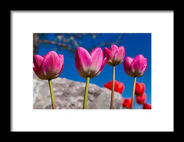 Tulip Revival Framed Print featuring the photograph Tulip Revival by Chad Dutson