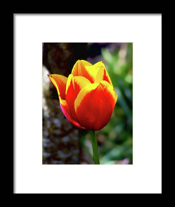 Tulip Framed Print featuring the photograph Tulip by Ron Roberts