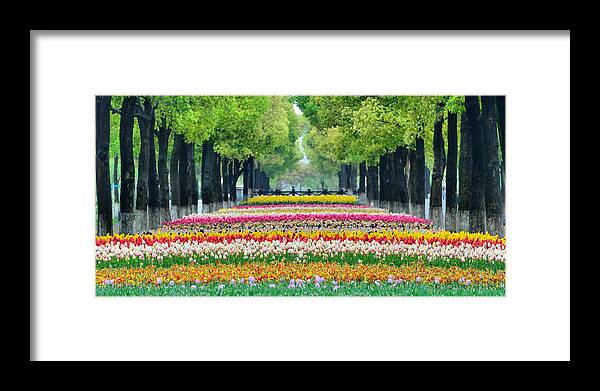 In A Row Framed Print featuring the photograph Tulip Sea by Wei Fang