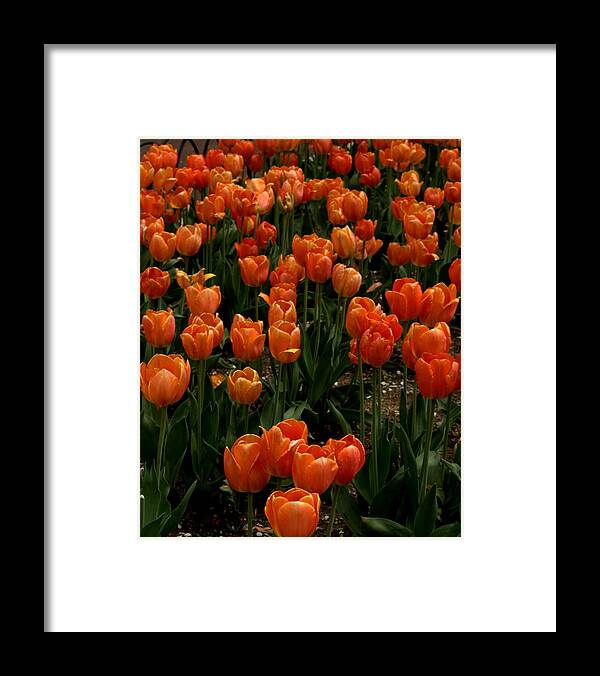 Flowers Framed Print featuring the photograph Tulip Time by Caroline Stella