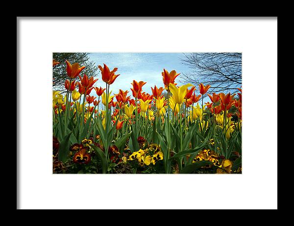 Flowers Framed Print featuring the photograph Tulip Time by Farol Tomson