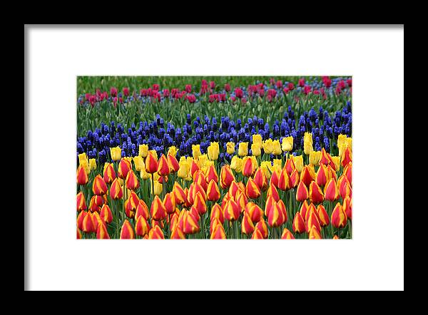 Tulips Framed Print featuring the photograph Tulip time in Amsterdam by Perry Frantzman