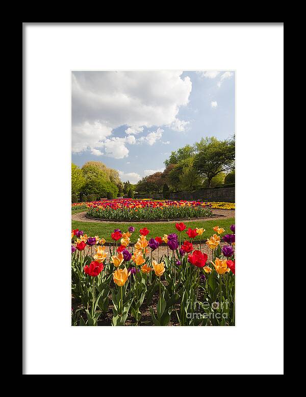Cantigny Framed Print featuring the photograph Tulip Time by Patty Colabuono