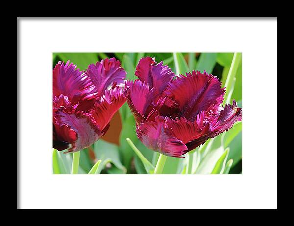 Tulips Framed Print featuring the photograph Tulip (tulipa 'black Parrot') by Neil Joy/science Photo Library