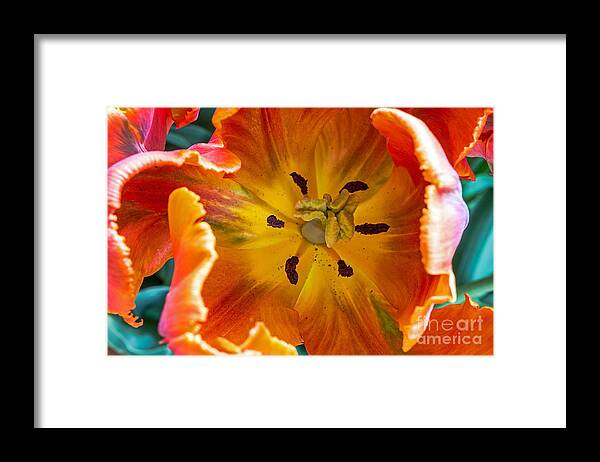 Filoli Framed Print featuring the photograph Tulip Two by Kate Brown
