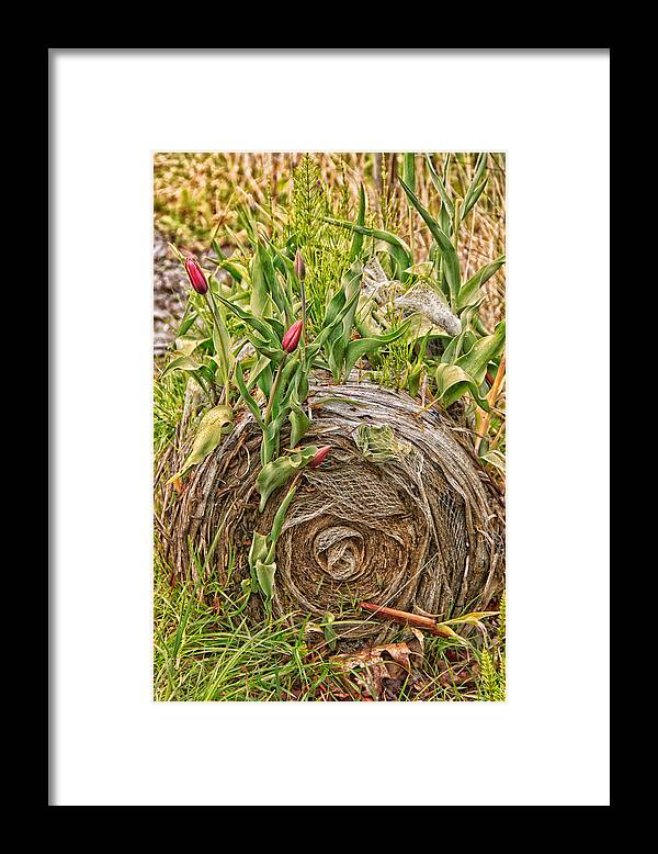 Plant Framed Print featuring the photograph Tulips gone wild on a hay bale by Eti Reid