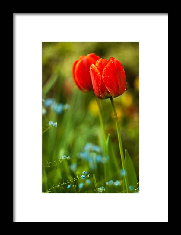 Flowers Framed Print featuring the photograph Tulips in garden by Davorin Mance