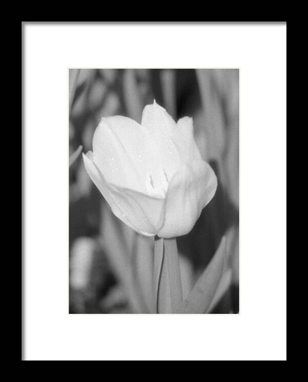 Tulip Framed Print featuring the photograph Tulips - Infrared 15 by Pamela Critchlow