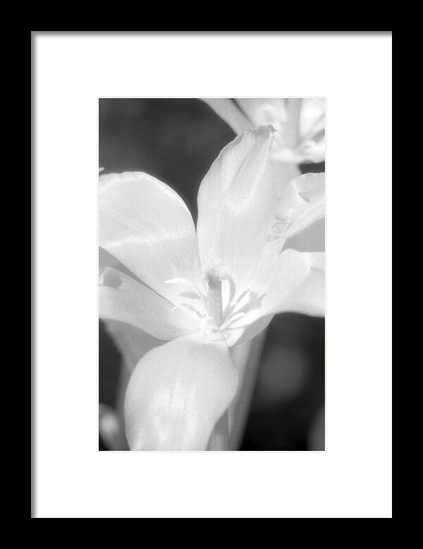 Tulip Framed Print featuring the photograph Tulips - Infrared 22 by Pamela Critchlow
