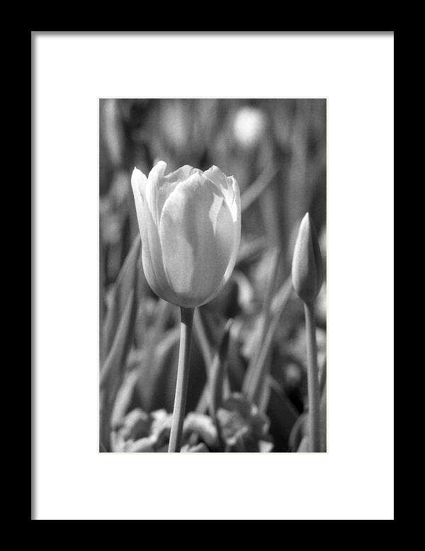 Tulip Framed Print featuring the photograph Tulips - Infrared 27 by Pamela Critchlow