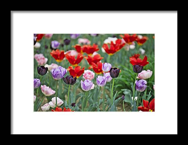 Garden Framed Print featuring the photograph Tulips by Ivan Slosar