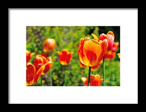 Tulips Framed Print featuring the photograph Tulips by Joe Ng
