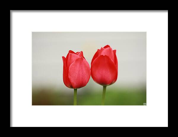 Tulips Framed Print featuring the photograph Tulips by John Meader