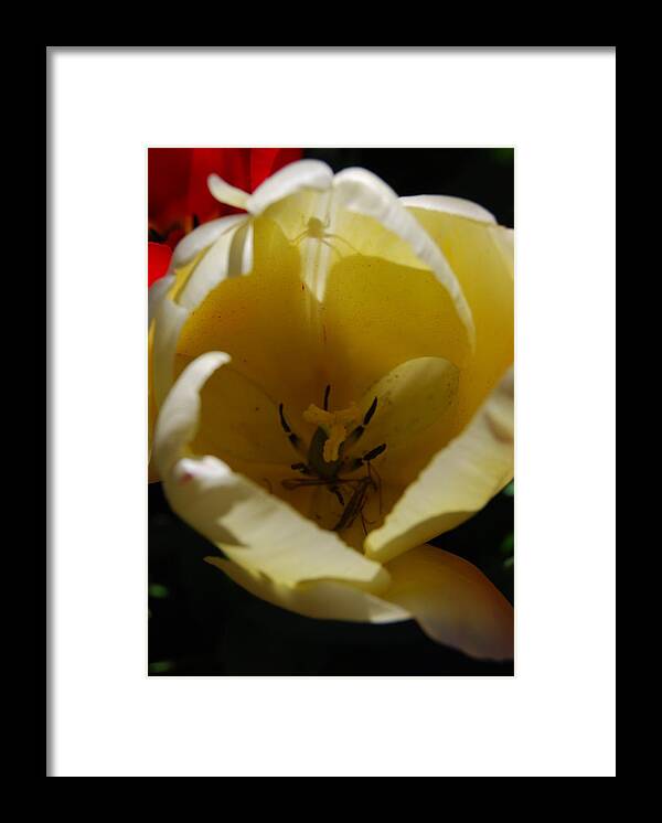 White Tulips Framed Print featuring the photograph Tulip's Kiss by Jani Freimann