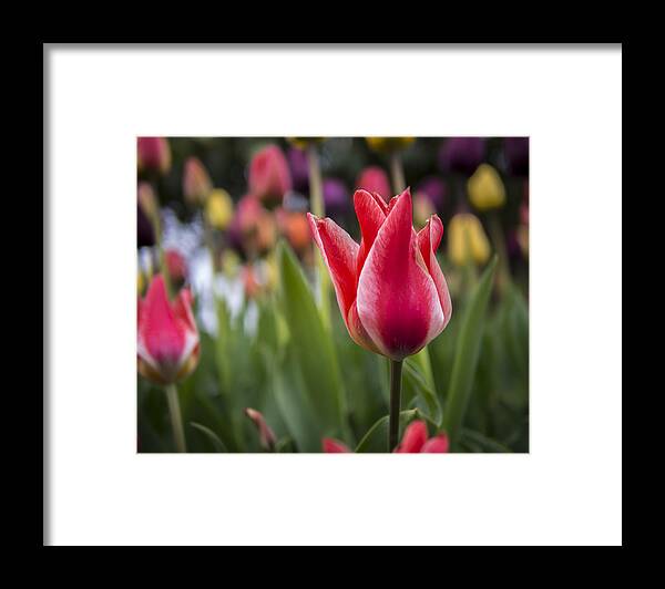 Tulip Framed Print featuring the photograph Tulips by Kyle Wasielewski