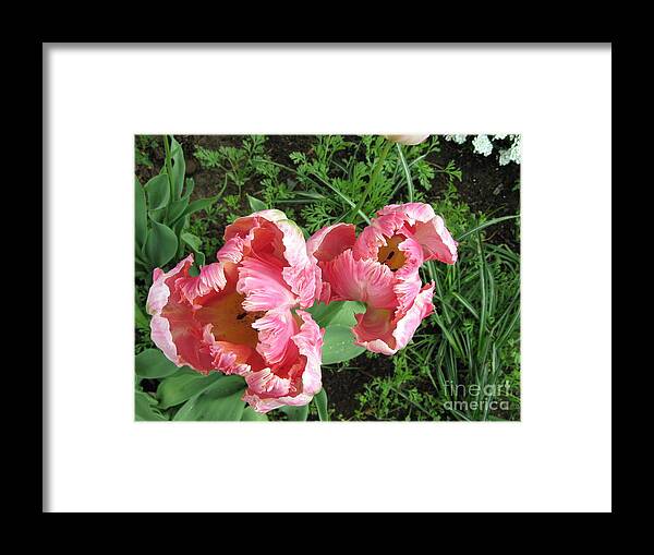 Framed Print featuring the photograph Tulips by Mars Besso