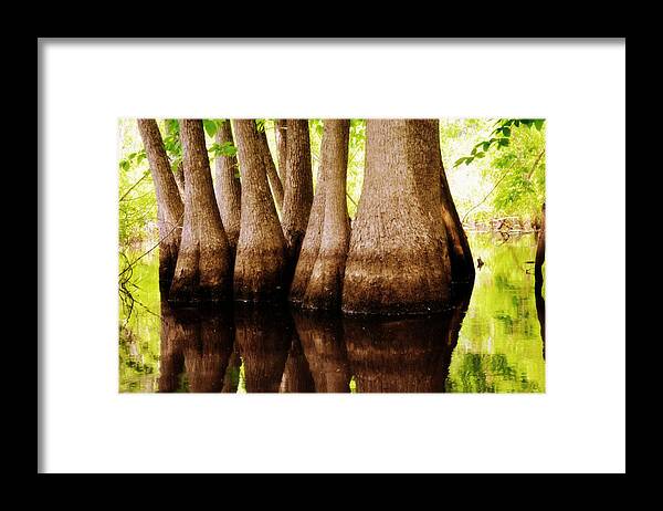 Swamp Framed Print featuring the photograph Tupelos by Marty Koch