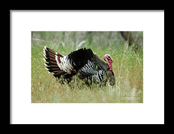 Turkey Framed Print featuring the photograph 902P Wild Tom Turkey by NightVisions