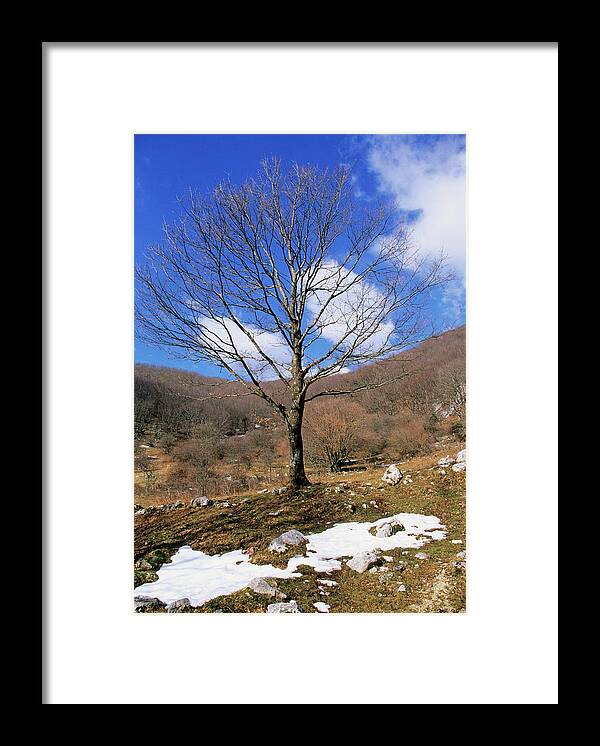 Turkey Oak Framed Print featuring the photograph Turkey Oak (quercus Cerris) by Bruno Petriglia/science Photo Library